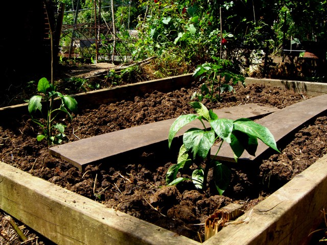 allotment-peppers