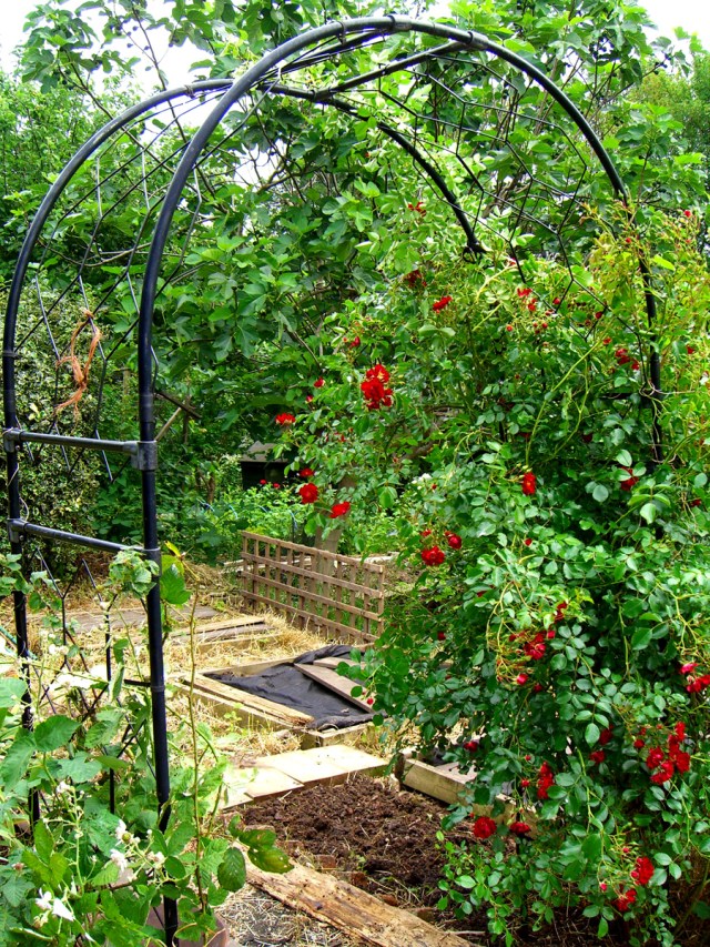 allotment-trellis-beds-gurad