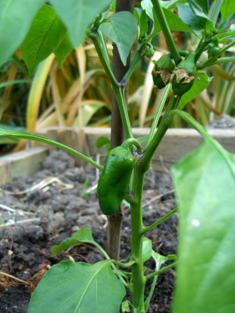 allotment-peppers2