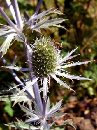 allotment-sea-holly-thistle-bee