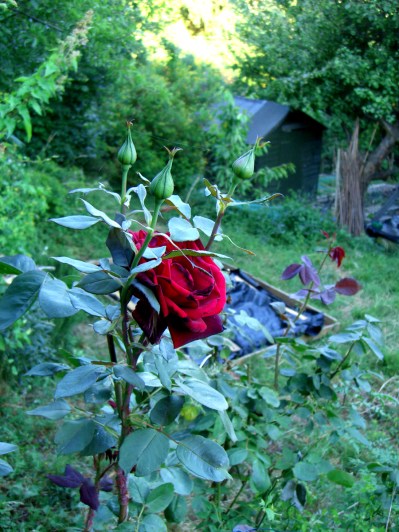 allotment-Upper-level-rose2