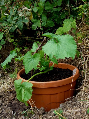 allotment-zucchini-1