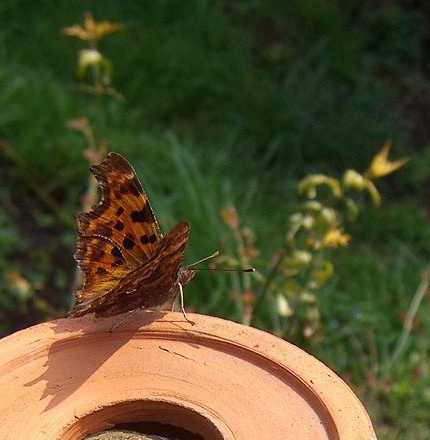 Allotment-butterfly-1