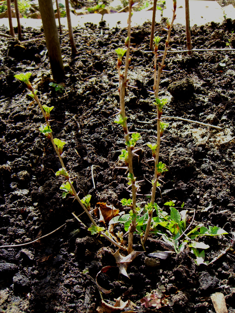 allotment-gooseberry (1)
