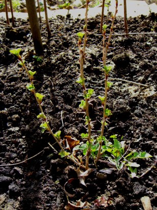 allotment-gooseberry (1)