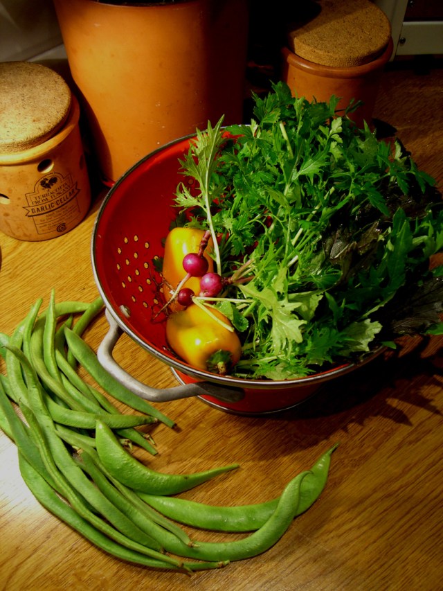 Allotment-harvest-Sept24