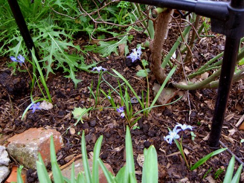 allotment- mysterysmallflower