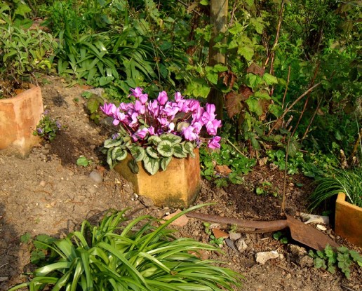 allotment- mysterysmallflower2