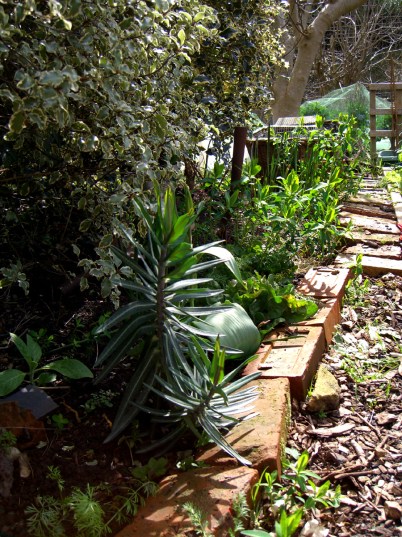 allotment-sideflowerbed1