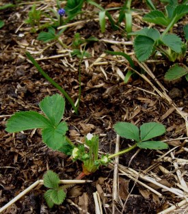 Allotment-strawbs-flower1