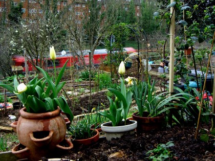 allotment-upperlevelview-train