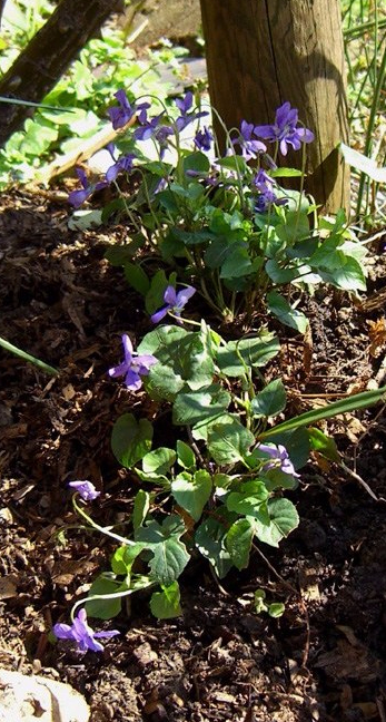 Allotment-violets-1