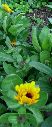calendula (1)