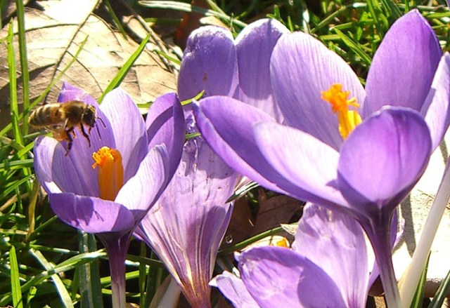 crockus-bee-1