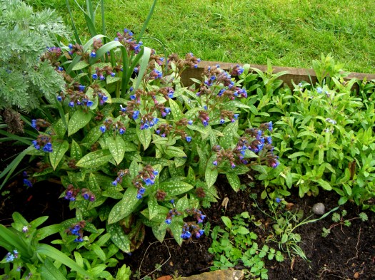 Backpatch-Lungwort