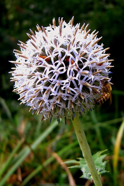 AthloneGardenBee-Beetles