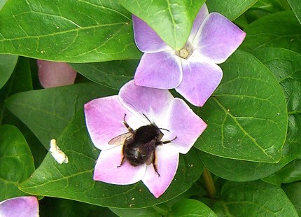 CIMG6837-RedTailBumble-Bombus lapidarius-copy