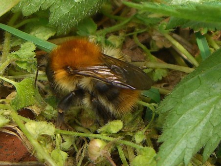 CIMG6842-TreeBumblebee-Bombus hypnorum
