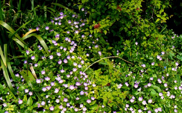 CIMG6844VincaMinorSmall BluePeriwinkle