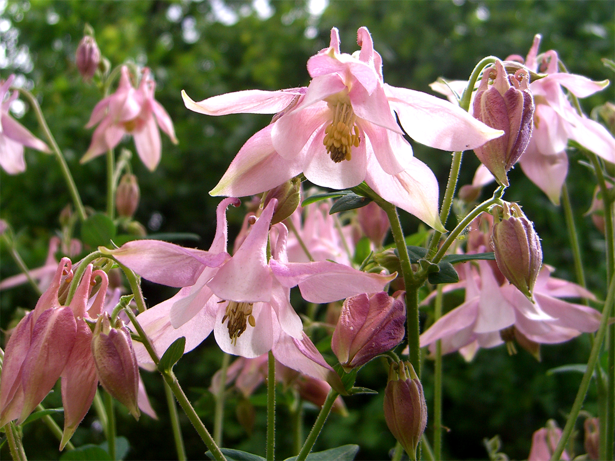 Aquilegia Vulgaris William Guinness - Granny's Bonnet, Columbine