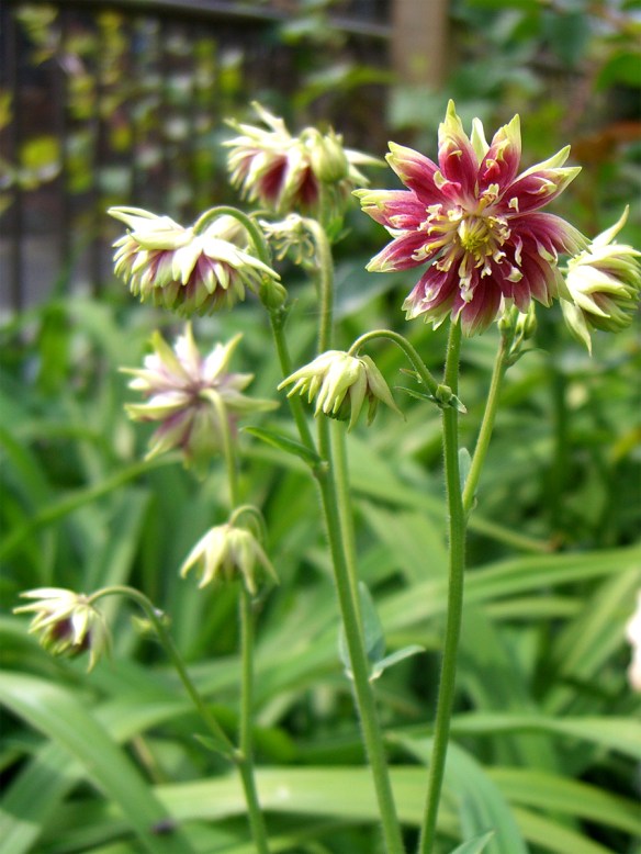 Aquilegia Vulgaris (aka Granny's Bonnets) | Philosophising...