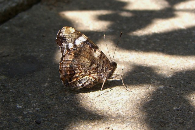 CIMG8799-RedAdmiral-underwing