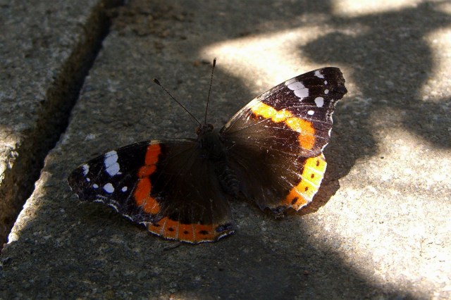CIMG8810-RedAdmiral