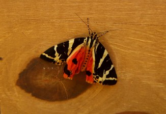 CIMG8849-JerseyTiger