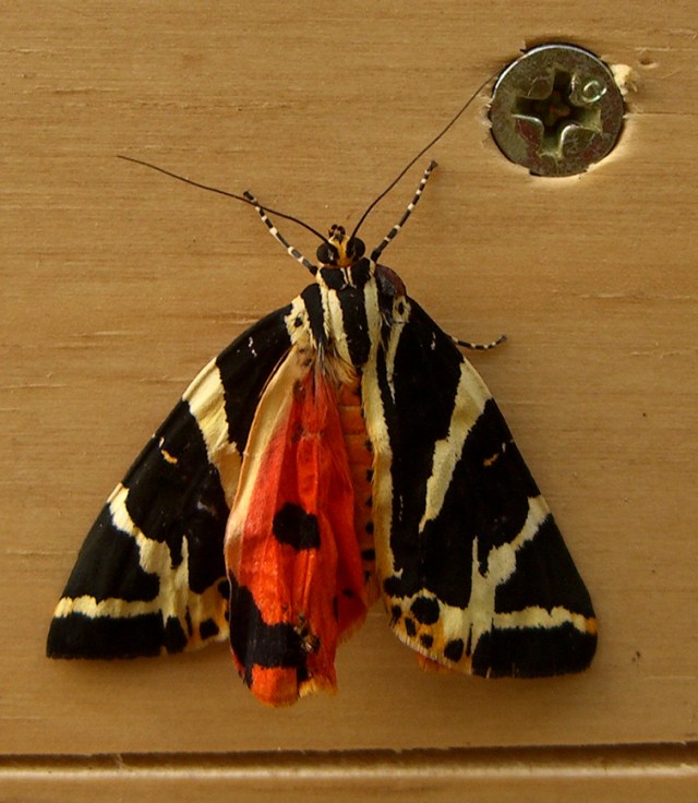 CIMG8869-JerseyTiger