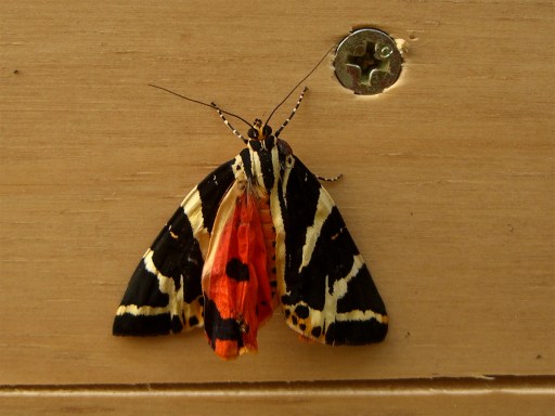 CIMG8869-JerseyTiger