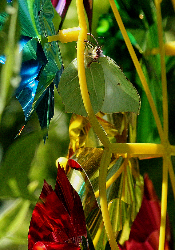IMG_2639Brimstone-female