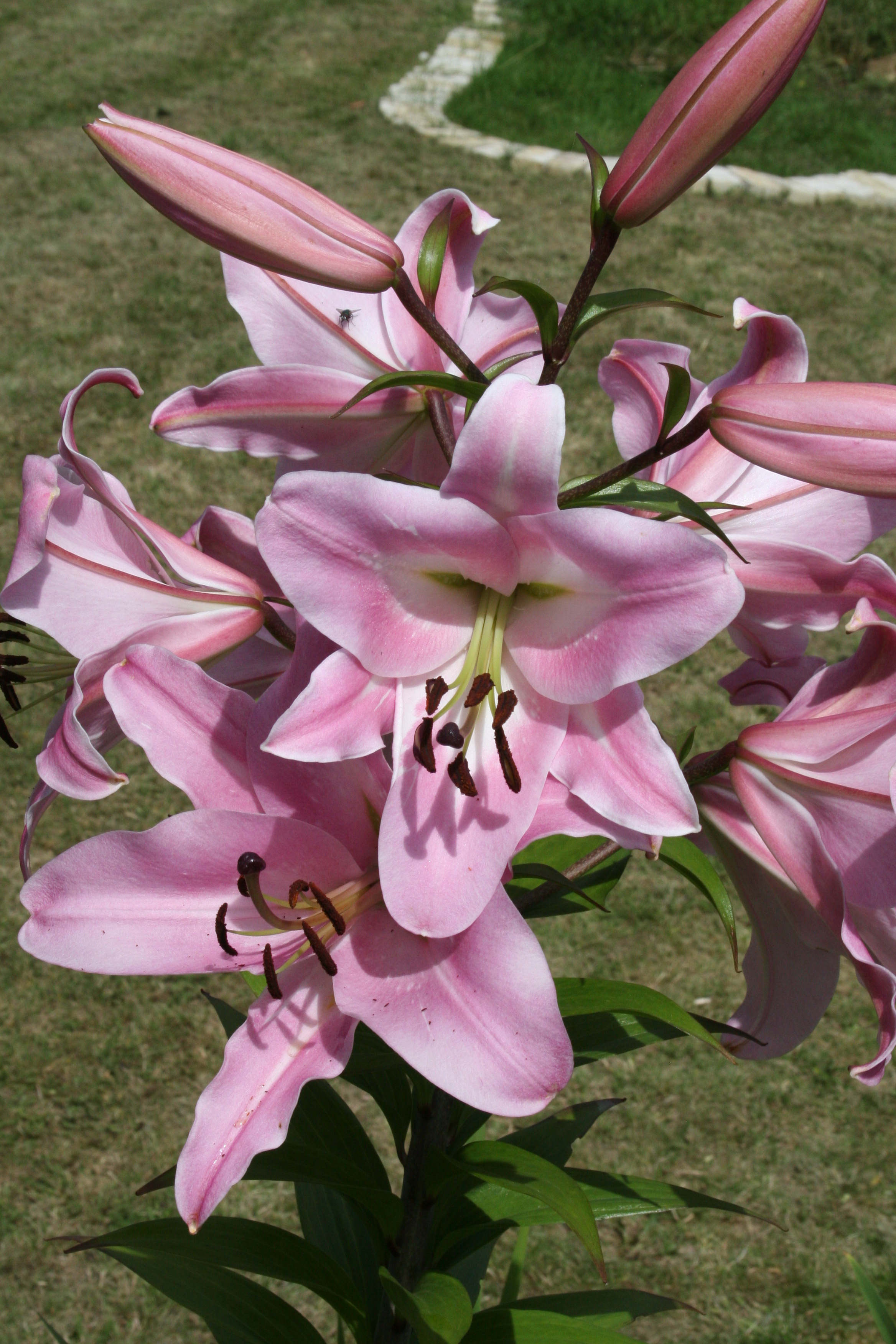 Lily – Asiatic | Philosophising