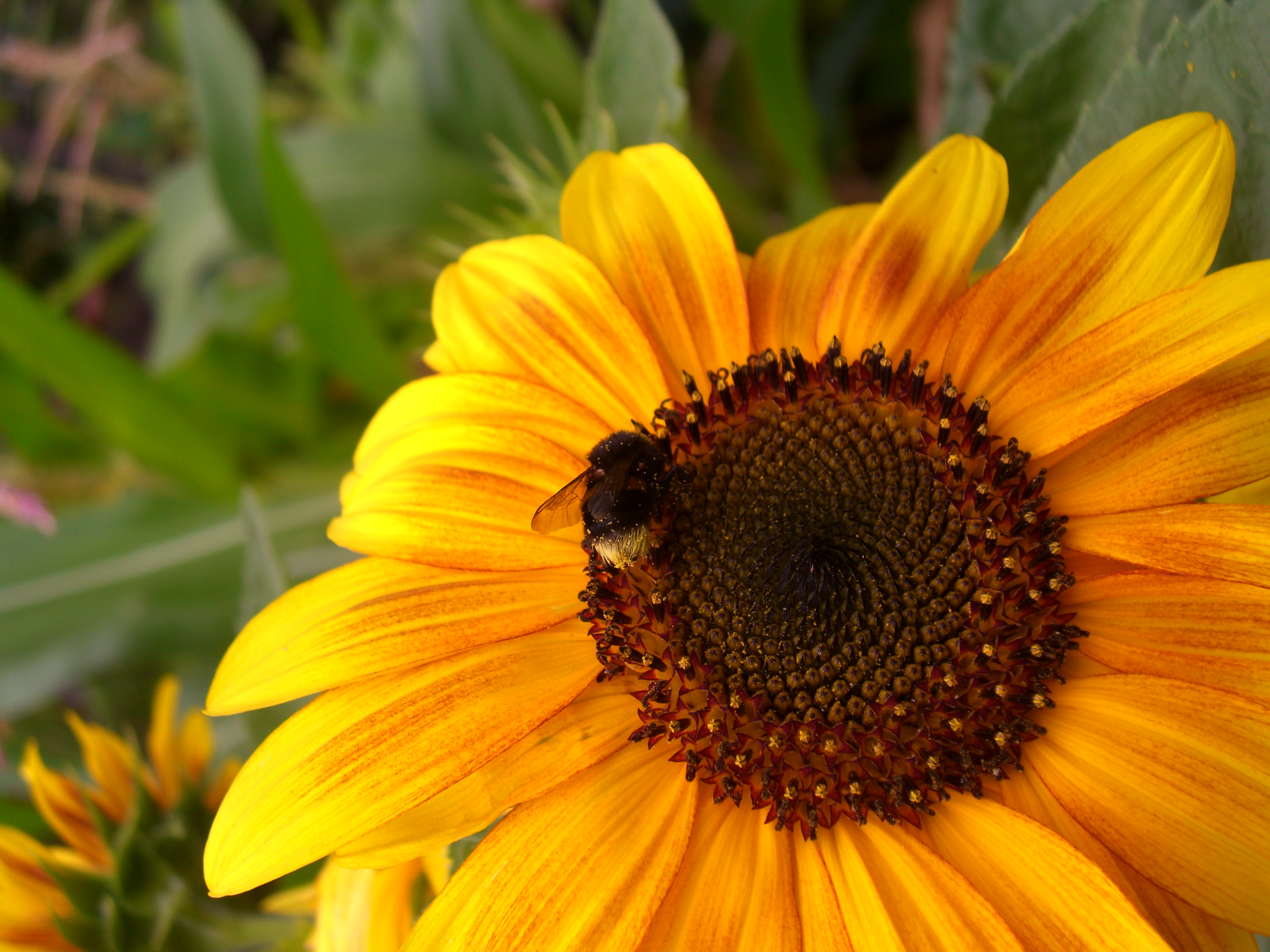 SunflowerBeePollen