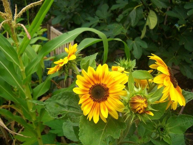 SunflowersCorn
