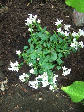 WhiteCampanula